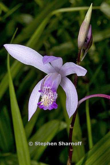 bletilla striata 4 graphic